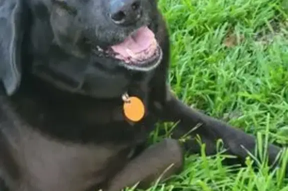 Lost 12YO Black Lab Near Blackfoot, TX