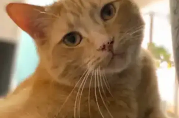 Friendly Orange Tabby Lost in Atherton Way