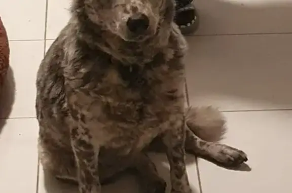 Búsqueda de mascotas, foto: Ovejero Australiano Gris Encontrado en Jesús del Monte