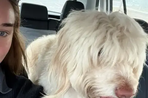 Found dog Seaside, photo: Found: Sweet Fluffy Dog on Naples Rd