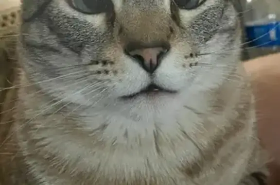 Missing cat Homewood, photo: Lost Cat: Cross-Eyed Blue-Eyed Male