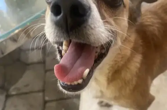 Missing dog Lantana, photo: Lost Dog on Brown Rd - Microchipped!