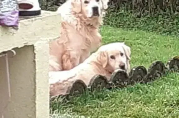 Animaux perdus , photo: Deux Goldens Retrievers perdus à Villefranche