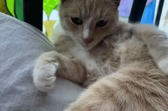 Found cat , photo: Sweet Cat Found: El Sobrante Dollar Store