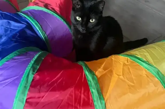 Missing cat Miami Beach, photo: Lost Black Cat: 10th St, Miami Beach