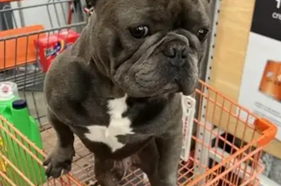 Lost Frenchie: Blue, Broadmoore Area