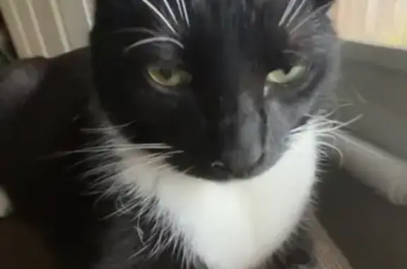 Missing cat Mauldin, photo: Lost Tuxedo Cat: Friendly, Shy, Mauldin