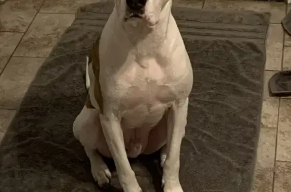 Lost Dog: Help Find Him on 3rd Ave!