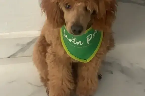 Perros perdidos, , foto: Perro café perdido en Av. del Delfín, Sinaloa