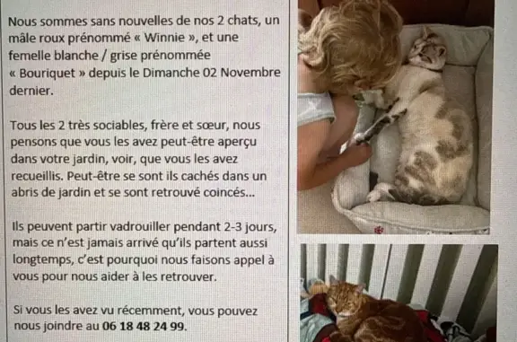 Chat perdu à Château-Guibert - photo