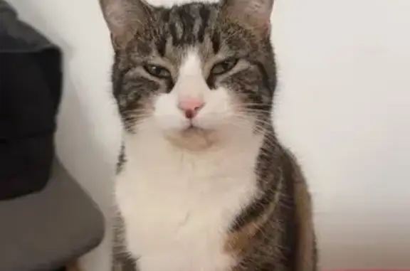 Chat perdu à Mours, Île-de-France - photo