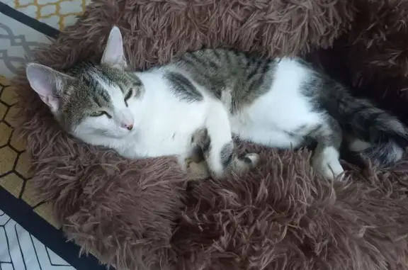 Chat perdu blanc/gris, Agde, fracture patte - photo