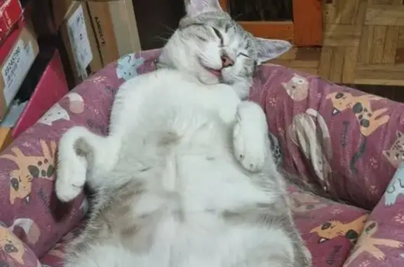 Gato Perdido: Blanco y Marrón, Collar Azul