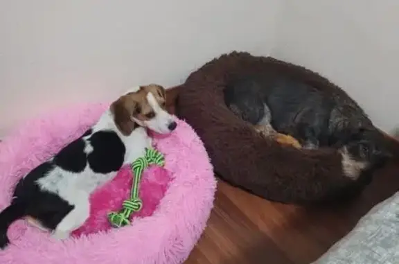 Perra Perdida: Luna, 4 Meses, en El Puerto