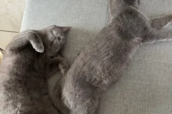 Chat Chartreux gris perdu à Lanmérin - photo