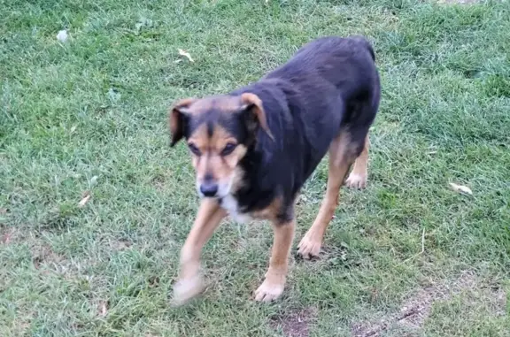 Chien âgé perdu à Écuélin mercredi soir - photo