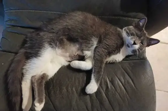 Chat perdu, , photo: Chat perdue à Villers-les-Bois dimanche soir