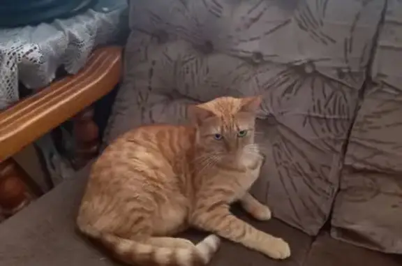 Lost Ginger Cat: Missing After Car Accident