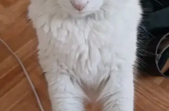 Chat blanc perdu, poil long, Eysines - photo