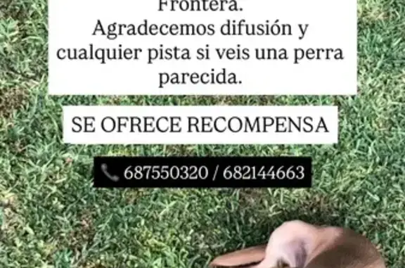 ¡Ayuda! Cachorra Labradora perdida en Jerez