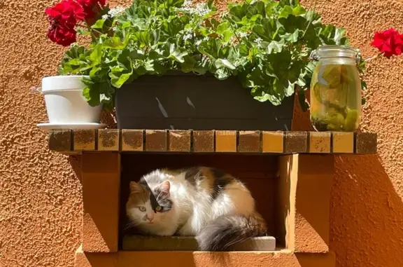 Chat blanc perdu, taches grises/marrons - photo