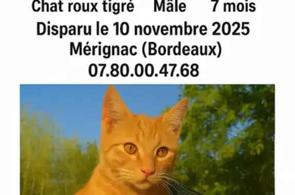 Animaux perdus Nouvelle-Aquitaine, photo: Chaton roux tigré perdu à Mérignac