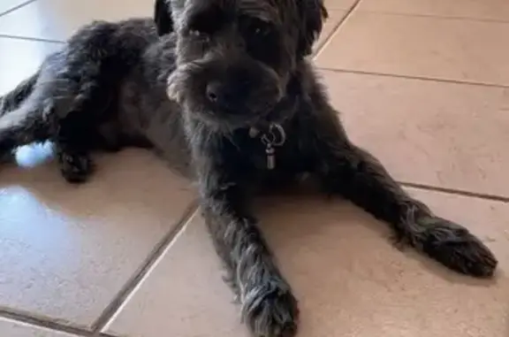 Chien perdu: Iron, noir/gris, œil percé - photo