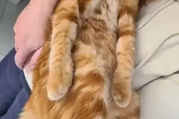 Chat perdu à Reyrevignes : Pixel recherché - photo