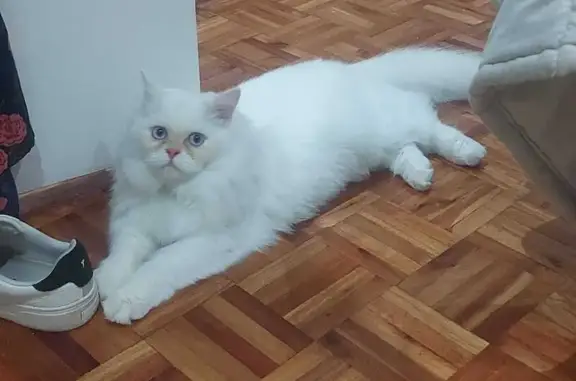 Missing cat Berea, photo: Lost: White Persian Kitten 'Oliver'