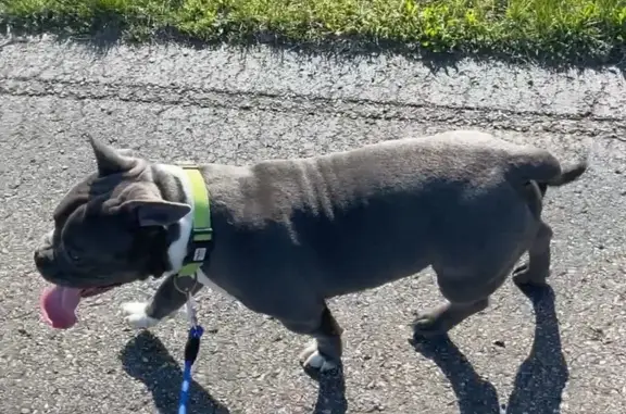 Help Find Leo: Friendly Grey Micro Bully