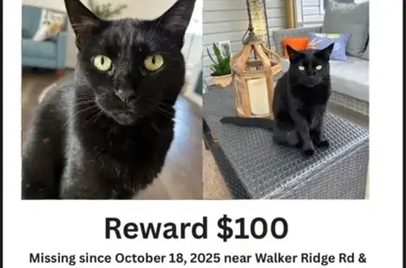 Lost Black Cat: Green Eyes, Mill Spring