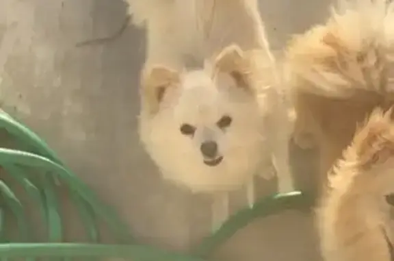 Missing dog Bakersfield, photo: Help Find Chiquis: Lost White Pom in Bakersfield