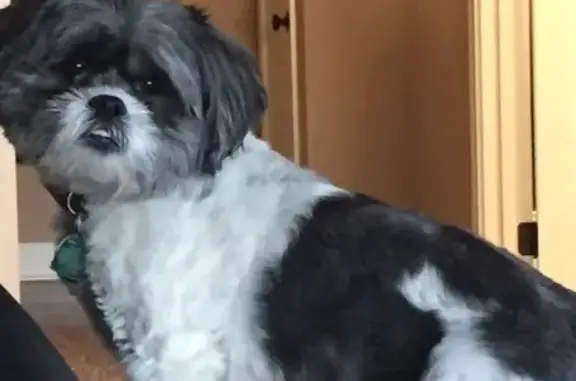 Lost Elderly Dog: Blind & Deaf, Middletown