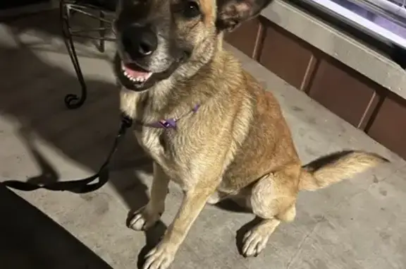 Found dog Houston, photo: Found: Sweet Brown Dog on Aldine Bender