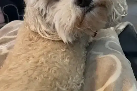 Lost White Maltipoo in Dyersburg, TN
