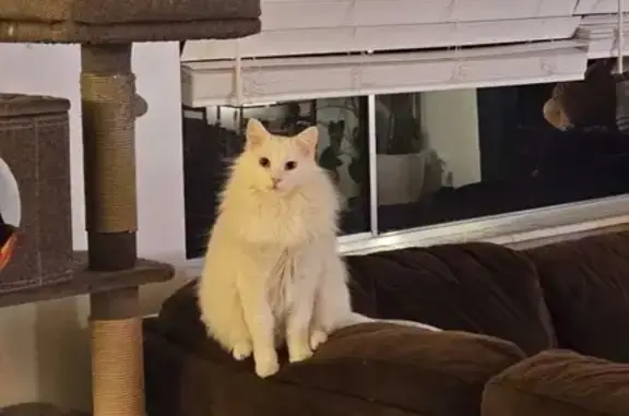 Lost White Cat: Deaf & Spookable in SLC