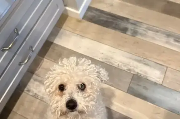 Found dog Erie, photo: Found: Small White Dog in Erie, CO