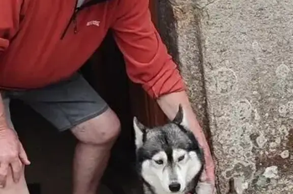 Animaux perdus Guern, photo: Husky perdue à Gaza le 11/11/2025