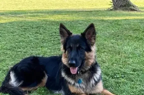 Lost Female Dog: Black & Tan in Grayling