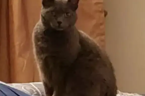 Lost: 17-Year-Old Grey Cat in Ashburn