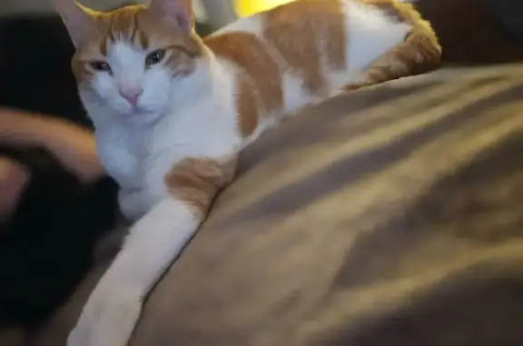 Lost Orange Tabby: Poppy Missing in MN