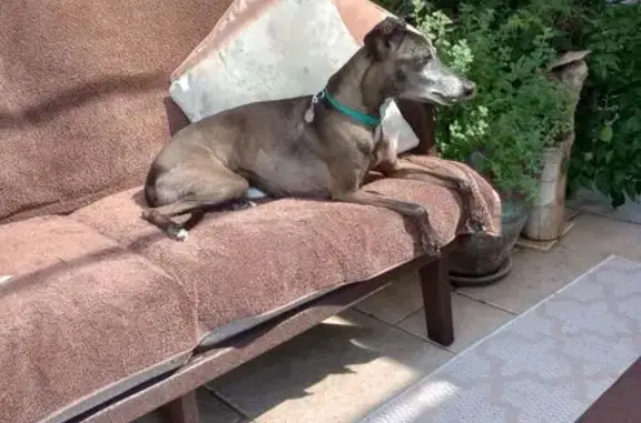 Lost Italian Greyhound: Silver Comet Trail