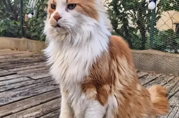 Chat perdu, , photo: Maincoon roux perdu à Puisserguier
