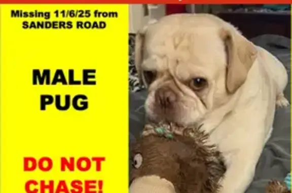 Lost Dog with Flea Collar - Livermore