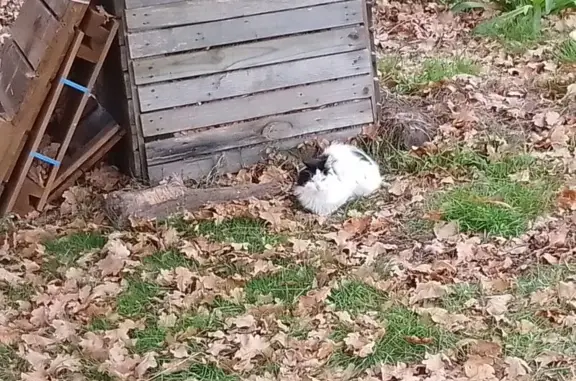 Animaux trouvés Nouvelle-Aquitaine, photo: Chat trouvé : blanc tacheté noir, yeux clairs