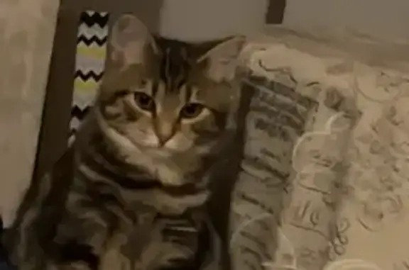 Chat perdu, Vern-sur-Seiche, photo: Chatte perdue : tigrée, 5 mois, Vern-sur-Seiche