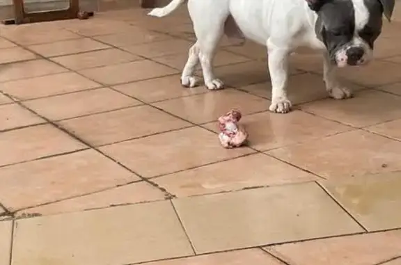 Perro Gris y Blanco Perdido en Naucalpan