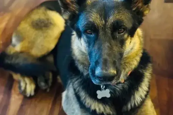 Lost: Big-Eared Dog on Kitchen Rd, MO