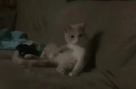 Lost Cat: Friendly White & Tan in Phoenix