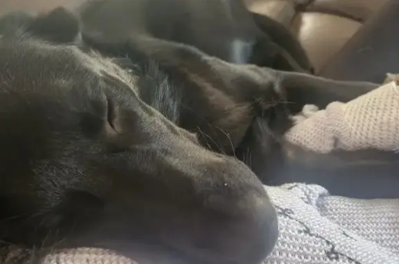 Lost Dog: Hela with Maroon Collar